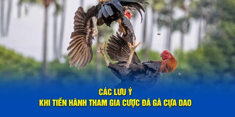 Các lưu ý khi cược đá gà cựa dao