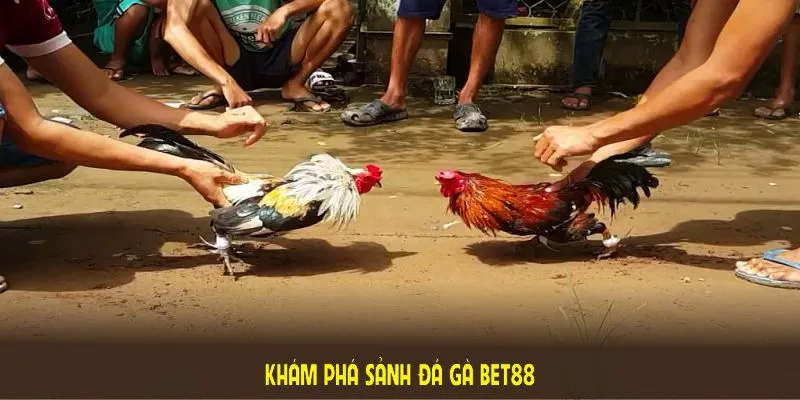 ảnh đại diện đá gà cựa sắt