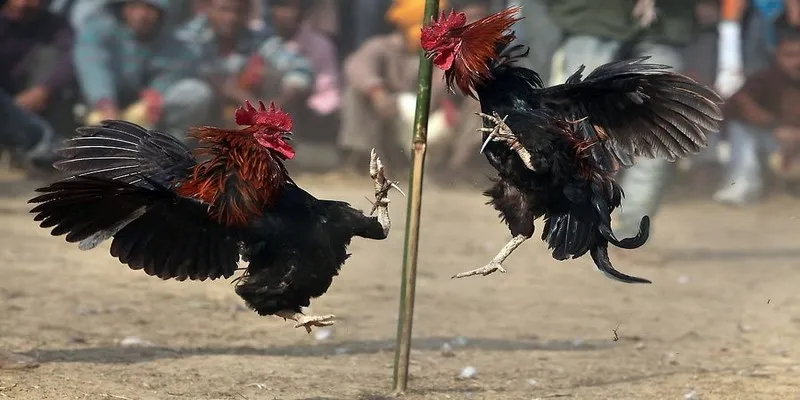 Hãy tham khảo đánh giá của chuyên gia khi soi kèo chọi gà Thomo
