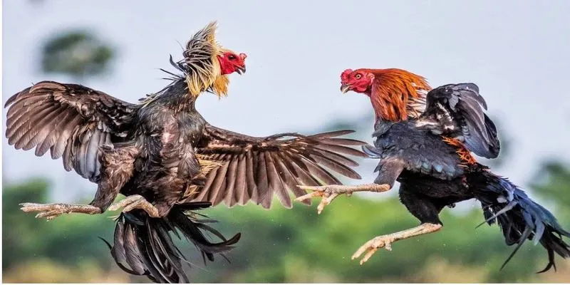 Hiểu rõ quy định thắng thua mang lại sự công bằng