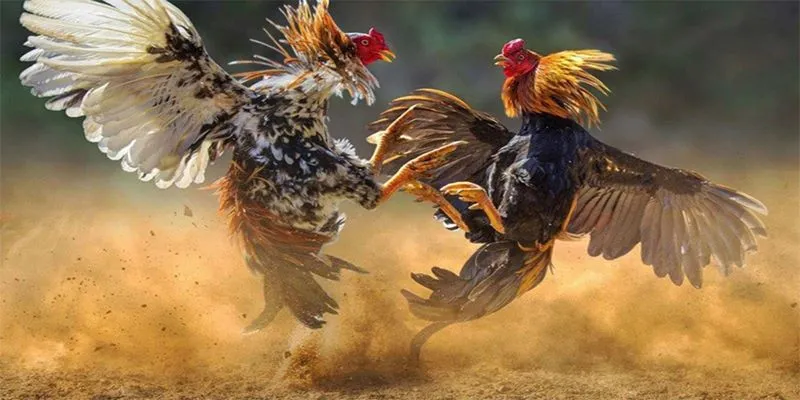 Nắm vững luật đá gà cựa sắt để điều chỉnh chiến thuật