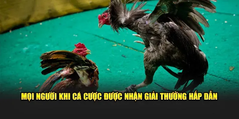 Nhà cái đáng tin cậy tổ chức các trận đấu hấp dẫn