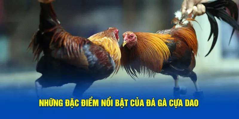 Đặc điểm nổi bật trong hình thức đá gà cựa dao